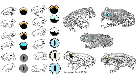 frog species