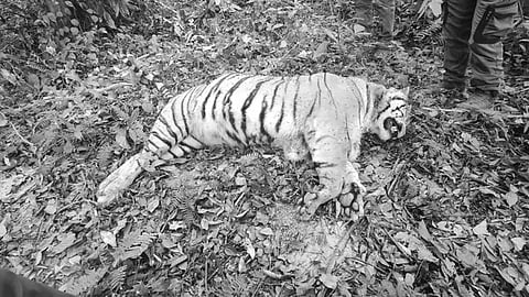tiger carcass