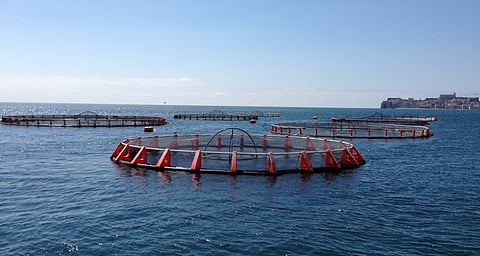 fish farming project