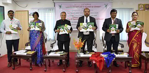 rice fallow cultivation