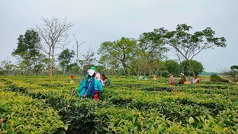 Assam Tea Employees’ Association Nazira