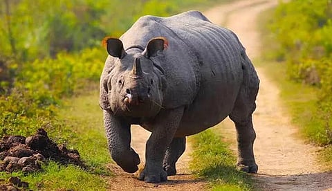 Kaziranga National Park