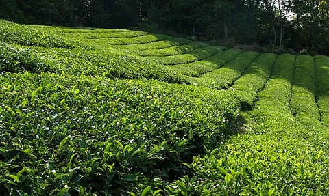 Tea Industry Welcomes Extension of PMCSPY in Union Budget 2026–27