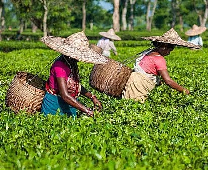 tea exports
