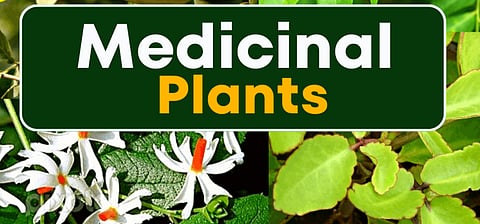 medicinal plants