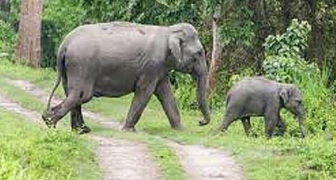 national parks and wildlife sanctuaries