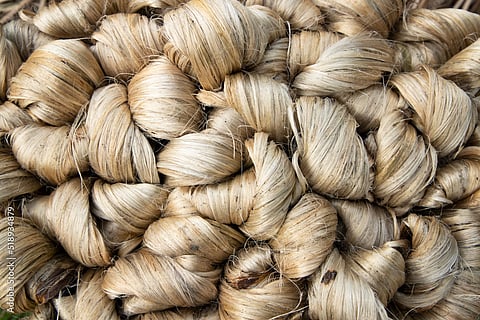 jute economy