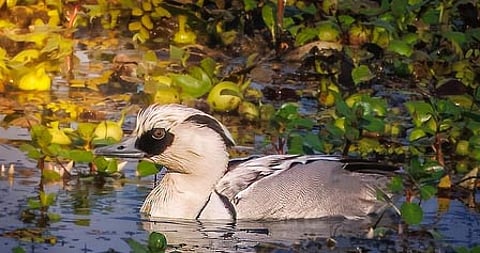 Assam: Record 1,05,540 Waterbirds Spotted in Kaziranga National Park