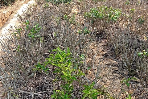 Assam: Irrigation facilities now a must for tea gardens affected by less rainfall