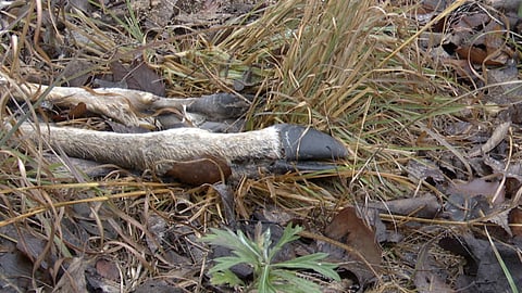 Deer carcass