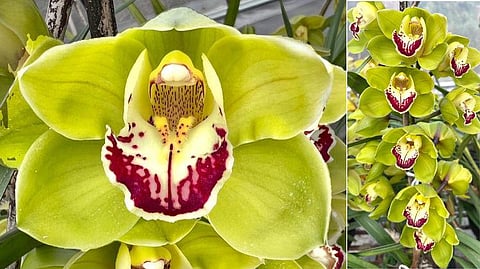 Seujia Kaziranga' Orchid