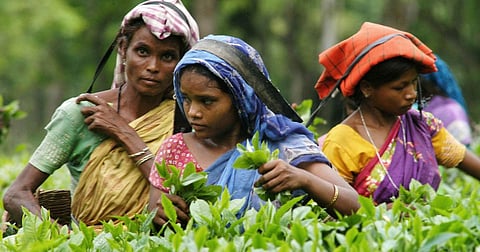 Assam’s tea workers