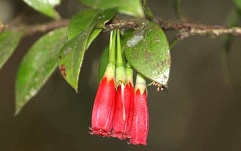 Agapetes Wardii