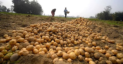 Bokakhat farmers