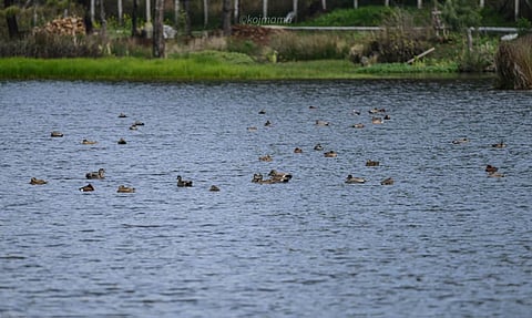migratory waterbirds