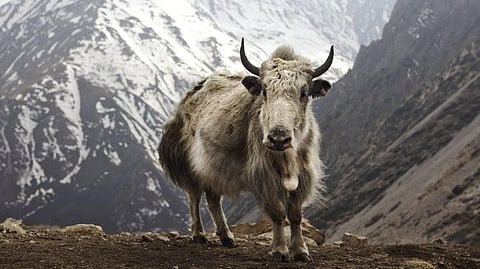 yak reintroduction