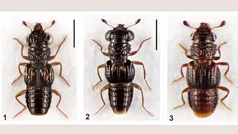 rove beetle species