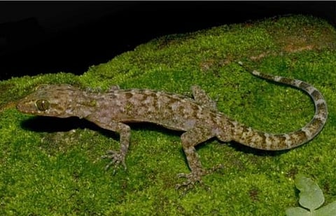 New gecko species discovered near Raimona National Park, says Assam CM