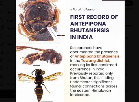 Antepipona Bhutanensis