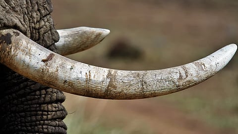 Digboi ivory poaching