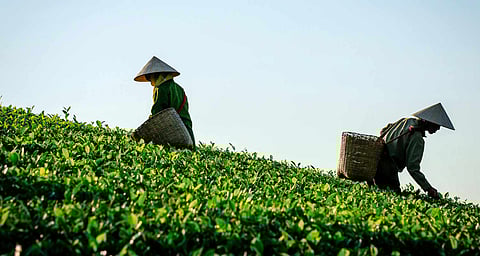Tea Workers