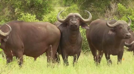 wild buffaloes
