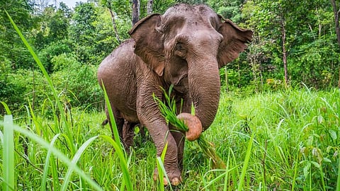 elephant