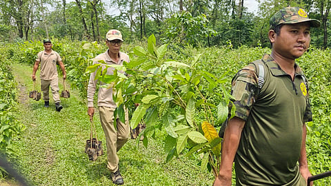 Sikhna Jwhwlao National Park