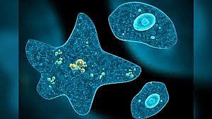 amoeba