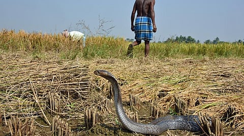 Snakebite