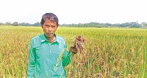 Mukalmua farmers