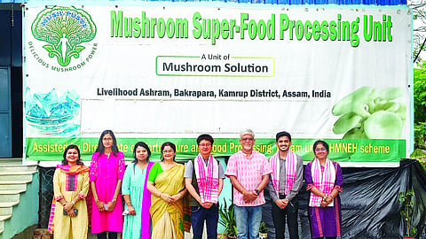 mushroom sector