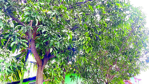 mango trees