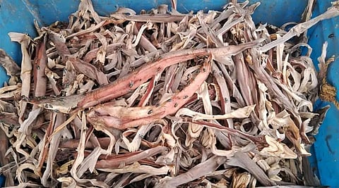 illegal marine wildlife trade