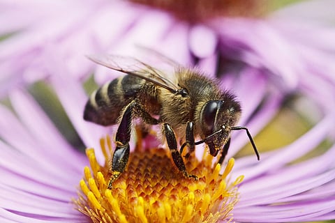 honeybees