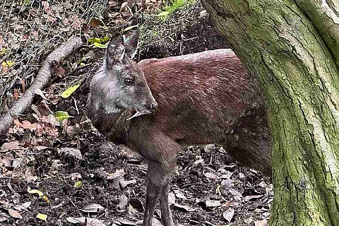 musk deer