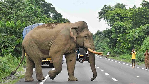 Wild Elephant