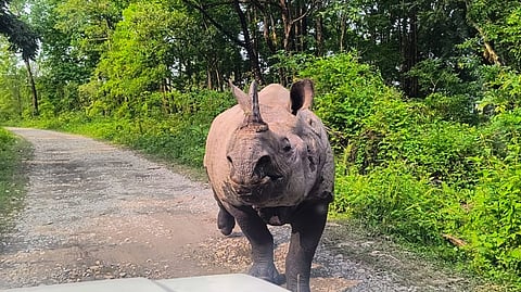 Rhino Attack on Tourist Vehicles Sparks Panic at Manas National Park