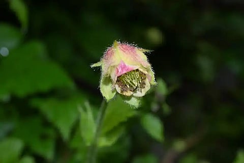 Rare Himalayan plant