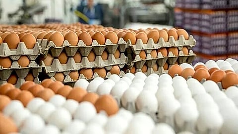 Egg