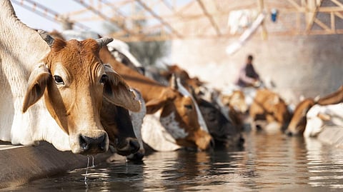 cow