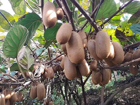 Kiwi