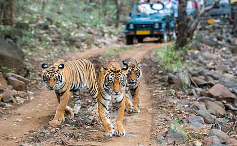 Nameri Tiger Reserve
