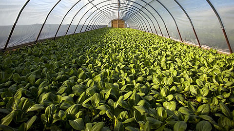 Agri-Horti Export