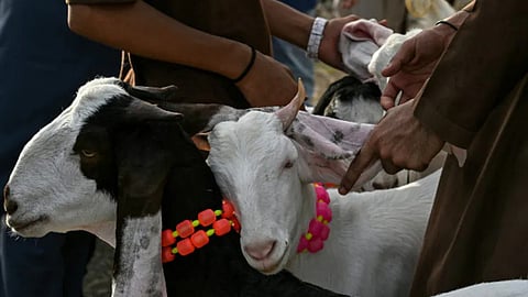 goat market