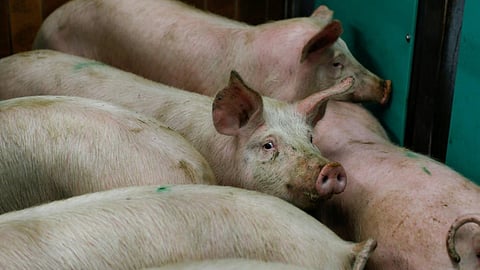 African Swine Fever