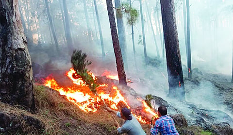 Forest fire