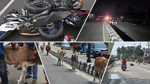 cattle