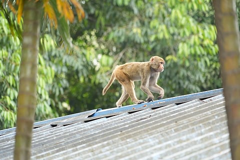 Monkey