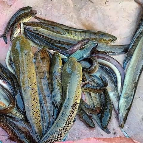Indigenous fish